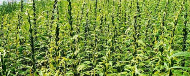 芝麻種植時間和方法 本文來告訴你如何種植芝麻
