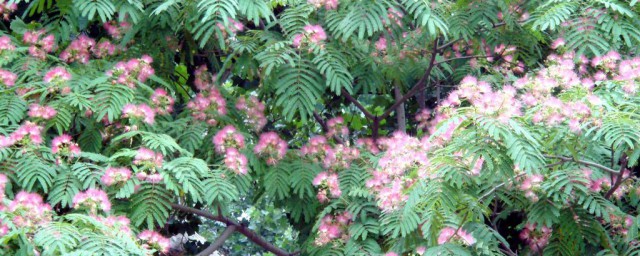 為什麼芙蓉樹叫鬼樹 芙蓉樹叫鬼樹原因