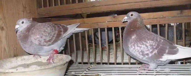 新手如何養鴿子 養鴿子的方法