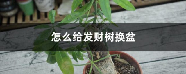 發財樹如何移盆 發財樹移盆的方法