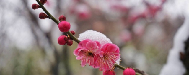梅花的古詩有哪些 梅花的古詩列述