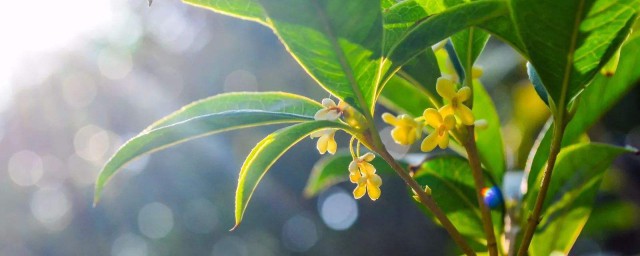 桂花什麼季節開花 桂花介紹