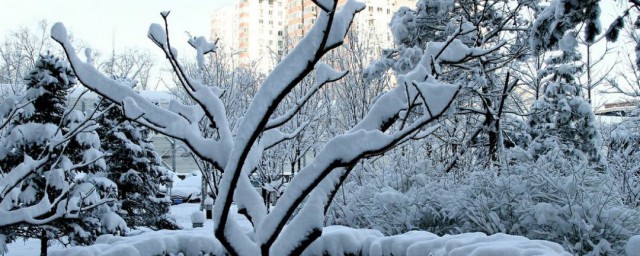 千樹萬樹梨花開全詩 白雪歌送武判官歸京全詩及譯文