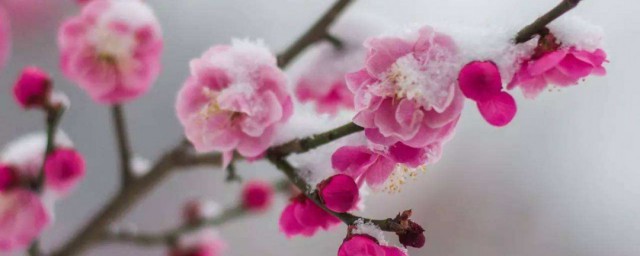 怎得梅花撲鼻香的前一句是什麼 怎得梅花撲鼻香原文及譯文