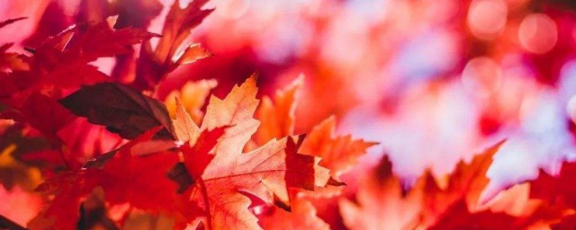 霜葉紅於二月花是什麼意思 霜葉紅於二月花介紹