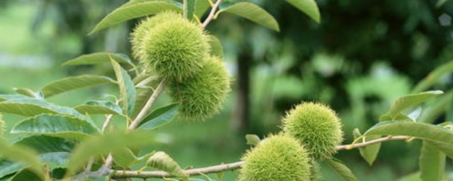 栗子樹苗什麼時候栽合適合 栗子樹苗種植時間