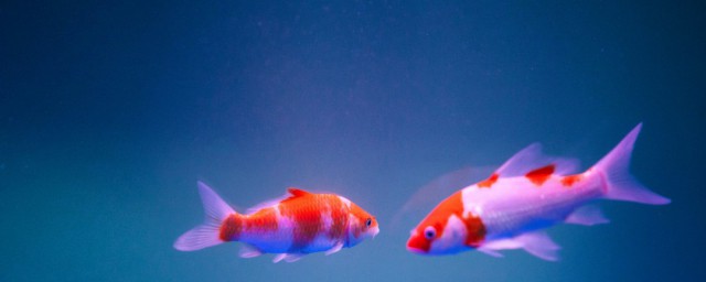 十大名貴觀賞魚 每種都美得令人驚嘆