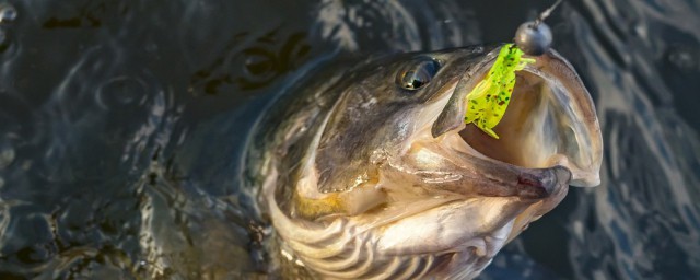 10月釣魚在深水還是淺水 深淺水都是可以釣的