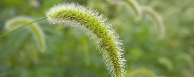 狗尾巴草花語是什麼 關於狗尾巴草花語介紹