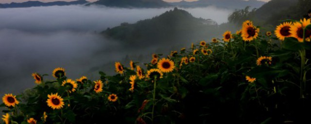 心如花木向陽而生含義 心如花木向陽而生含義簡述