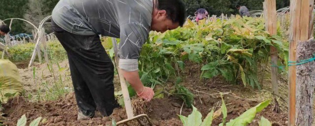 人參除草方法 人參除草方法是什麼