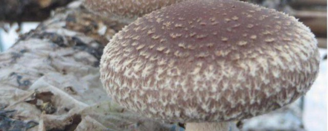 傢養蘑菇種植方法 蘑菇種植方法是怎樣的