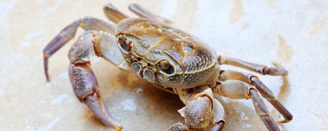 螃蟹怎麼樣保存 如何保存螃蟹