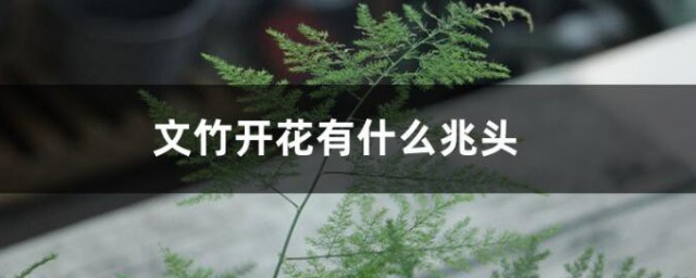 文竹開花有什麼兆頭 文竹開花的寓意