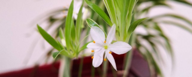 吊蘭開花有什麼兆頭 吊蘭開花預示著什麼