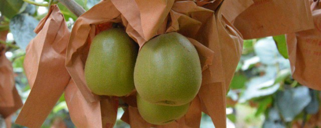 彌猴桃原產地 獼猴桃有什麼營養呢