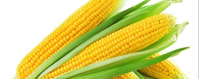 生玉米保鮮儲存方法 新鮮的玉米要怎麼保存