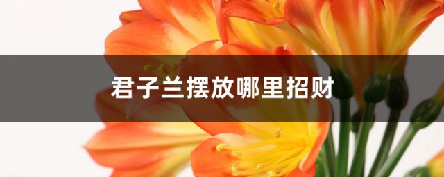 君子蘭放在客廳哪個位置最好 這三個位置都挺好