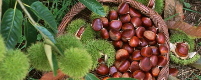 唐山特產有哪些 京東板栗蜂蜜麻糖