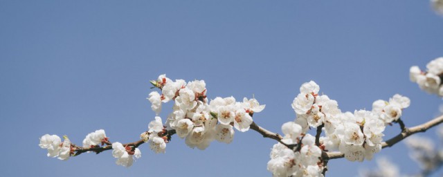 有關花的古詩 古代詩人筆下的花是這樣的