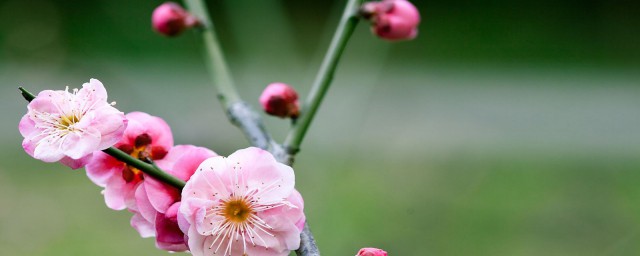 寫出與梅花有關的詩句 與梅花有關的詩句推薦