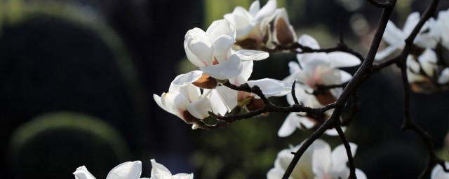 玉蘭花什麼時候開花 什麼時候玉蘭花開