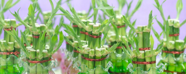 臥室裡養什麼花最好 這些花卉氣味溫和不傷人