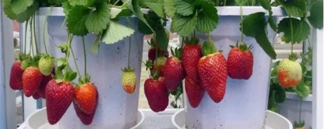 怎麼種草莓 有什麼種植的技巧