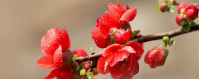 帶花的詩句飛花令 帶花的詩句飛花令列述