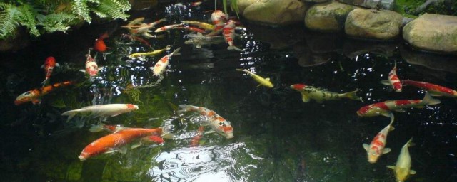 魚池水發綠怎麼辦 需要怎麼進行解決