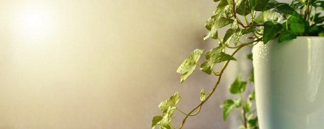 除甲醛植物 十大吸甲醛的植物排名