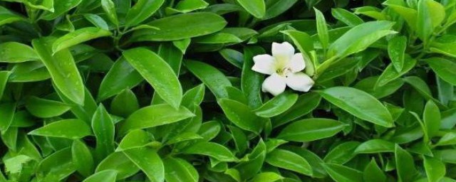 怎樣才能把非洲茉莉養好 把非洲茉莉養好的方法