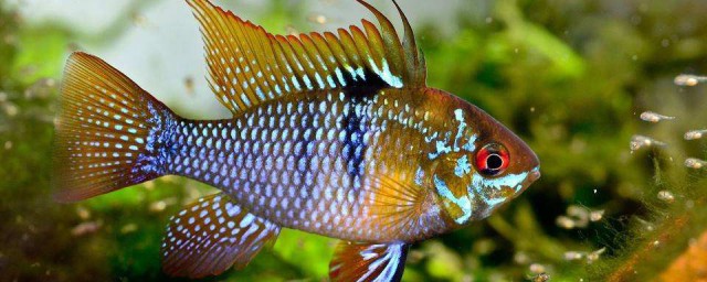 吃魚時要去除魚膽魚膽的主要危害是? 危害是魚膽有毒