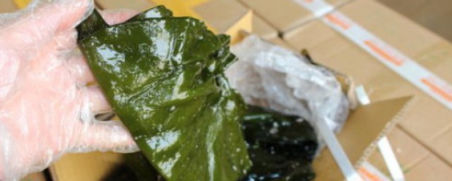 濕的新鮮海帶怎麼保存 海帶主要功效