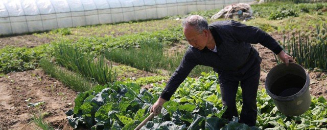 下雨防種菜爛小妙招 可以怎麼解決這個問題