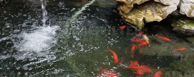 魚池暴雨後怎麼處理 下大雨後魚塘水渾怎麼辦