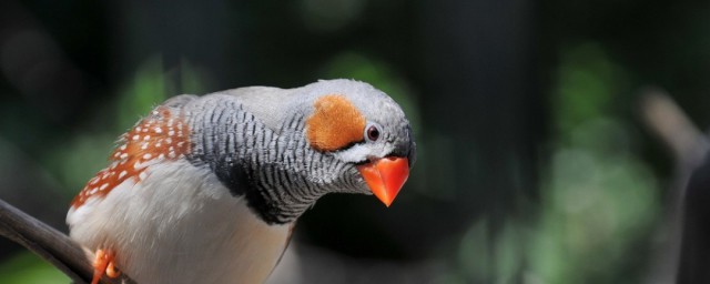 珍珠鳥的資料 珍珠鳥介紹