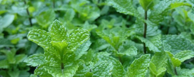 傢裡種薄荷壞處 種薄荷沒有壞處