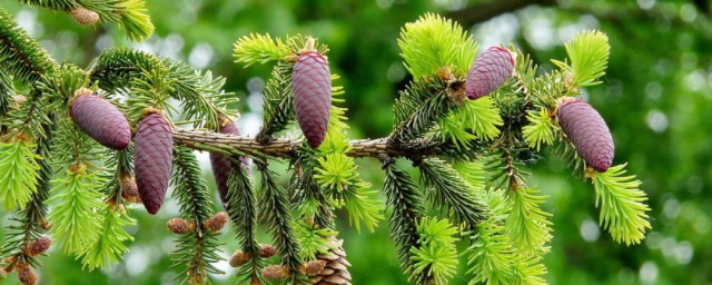 哪些植物傳播種子的方法? 植物傳播種子的方法有哪些