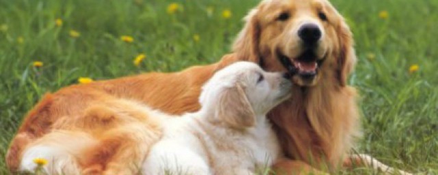 幼犬什麼時候驅蟲 幼犬驅蟲必要性