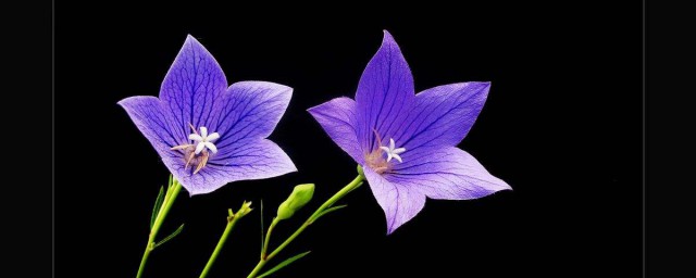 桔梗花的花語是什麼 桔梗花介紹