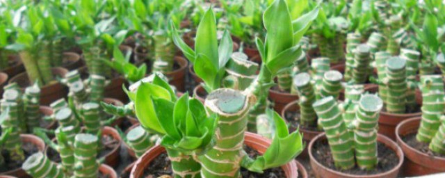 竹子怎麼養才能更旺盛 竹子的繁殖方法