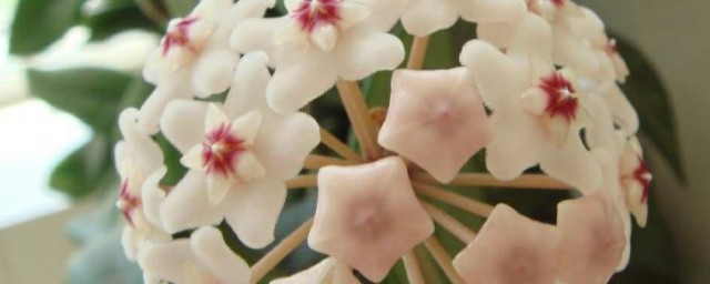 球蘭怎麼養才能開花 球蘭如何養殖