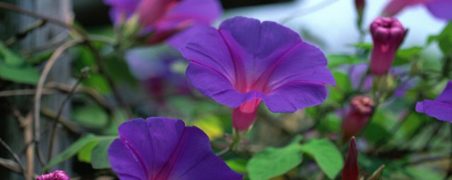 什麼的牽牛花填空顏色 形容牽牛花的顏色