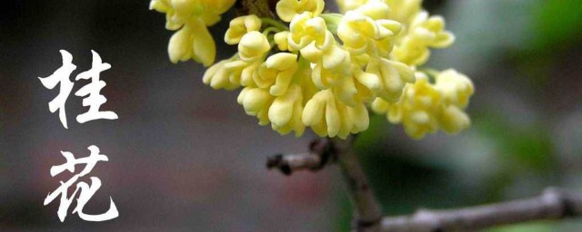 桂花是什麼顏色 桂花介紹