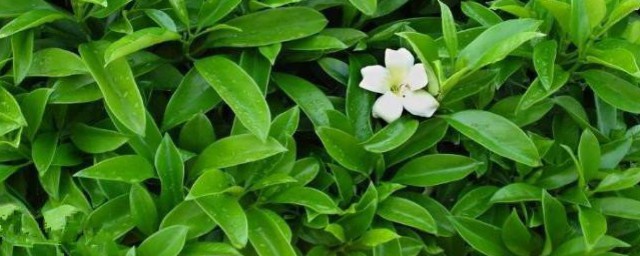 茉莉花什麼時候開 茉莉花開花時間簡述