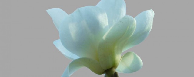 玉蘭花是什麼顏色的 玉蘭花有些什麼顏色