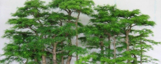 怎樣自己挖樹做盆景 做的步驟是什麼