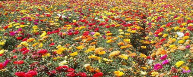 死不瞭花的學名叫什麼 死不瞭花的學名簡述