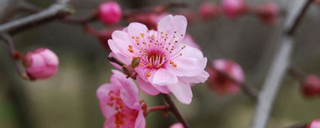 解語花什麼意思 解語花解釋